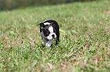 BOSTON TERRIER 132